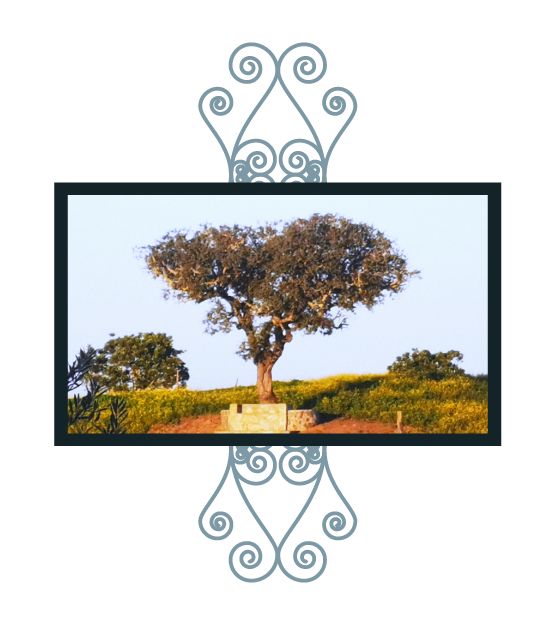Stone bench under a century-old holm oak tree surrounded by green fields